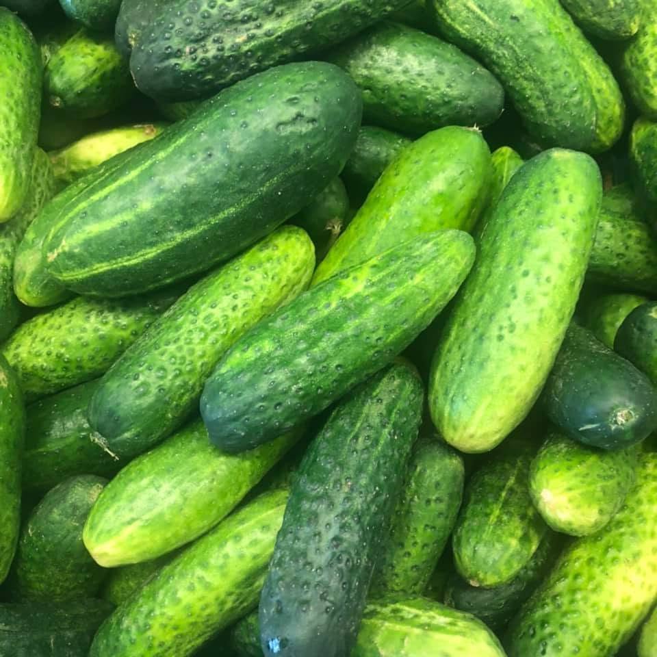 Okurky nakladačky - velké 10 kg (CZ)